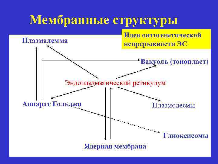 Мембранные структуры Плазмалемма Идея онтогенетической непрерывности ЭС Вакуоль (тонопласт) Эндоплазматический ретикулум Аппарат Гольджи Плазмодесмы