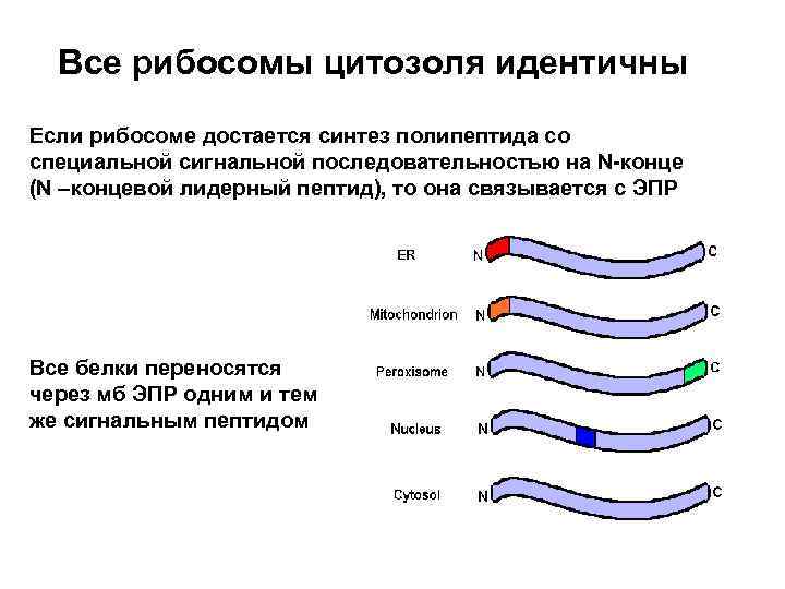 Все рибосомы цитозоля идентичны Если рибосоме достается синтез полипептида со специальной сигнальной последовательностью на