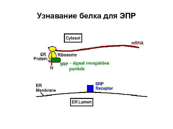 Узнавание белка для ЭПР – signal recognition particle 2/18/2018 