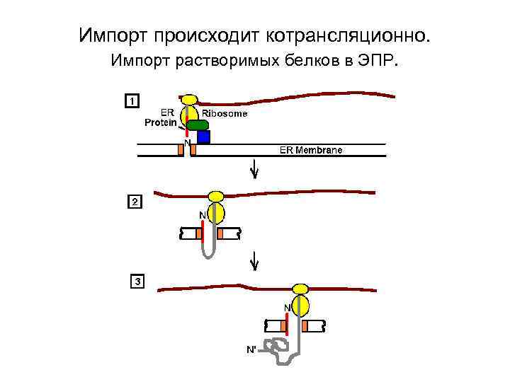 Импорт происходит котрансляционно. Импорт растворимых белков в ЭПР. 2/18/2018 