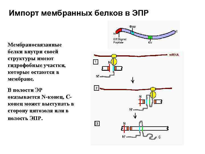 Импорт мембранных белков в ЭПР Мембраносвязанные белки внутри своей структуры имеют гидрофобные участки, которые