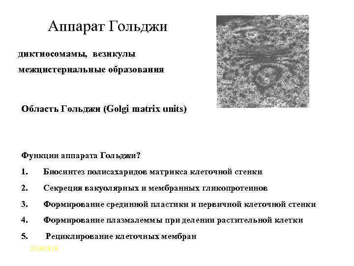 Аппарат Гольджи диктиосомамы, везикулы межцистернальные образования Область Гольджи (Golgi matrix units) Функции аппарата Гольджи?