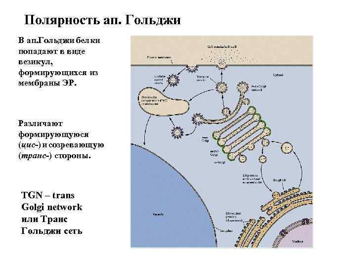 Цис гольджи. Цис и транс сеть аппарата Гольджи. Комплекс Гольджи цис и транс поверхность. Цис и транс сеть аппарата Гольджи функции. Цис и транс конец аппарата Гольджи.