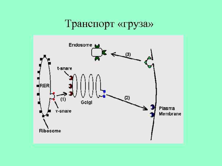 Транспорт «груза» 