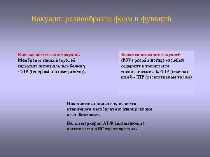 Вакуоли: разнообразие форм и функций Кислые литические вакуоли. Мембраны таких вакуолей содержат интегральные белки