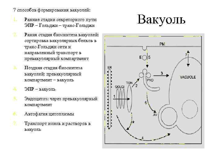 7 способов формирования вакуолей: 1. Ранние стадии секреторного пути: ЭПР – Гольджи – транс-Гольджи