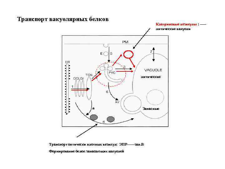 Транспорт вакуолярных белков Клатриновые везикулы : ----- литические вакуоли литические Запасные Транспорт оптически плотных