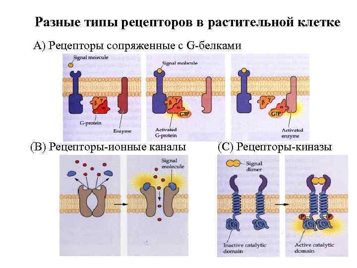 Разные типы рецепторов в растительной клетке А) Рецепторы сопряженные с G-белками (В) Рецепторы-ионные каналы