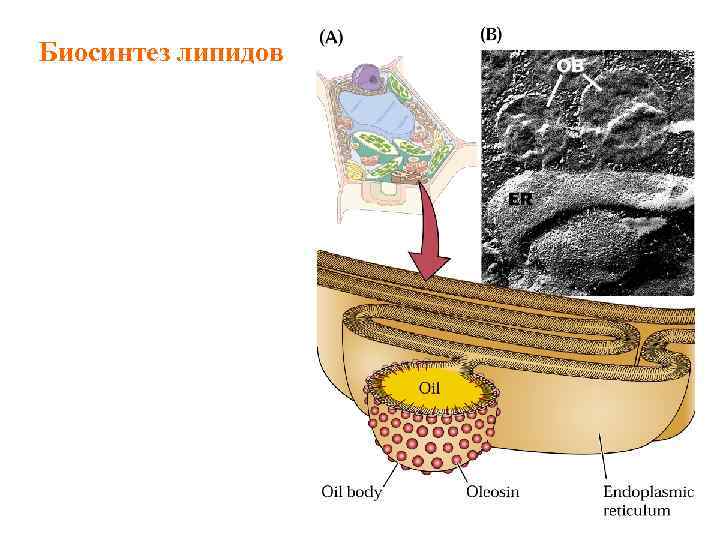 Биосинтез липидов 