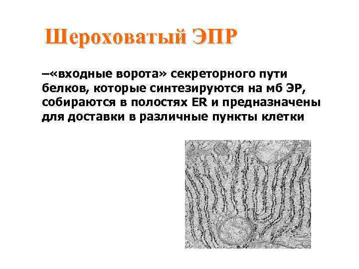 Шероховатый ЭПР – «входные ворота» секреторного пути белков, которые синтезируются на мб ЭР, собираются