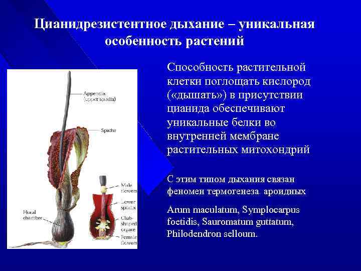 Цианидрезистентное дыхание – уникальная особенность растений Способность растительной клетки поглощать кислород ( «дышать» )