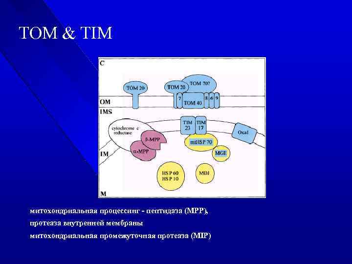 TOM & TIM митохондриальная процессинг - пептидаза (MPP), протеаза внутренней мембраны митохондриальная промежуточная протеаза