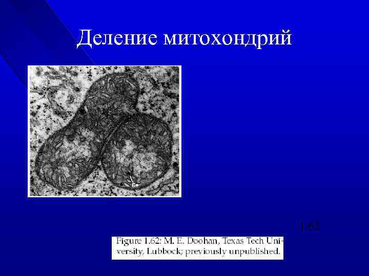 Деление митохондрий 1. 62 