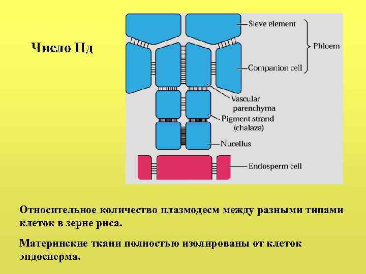 Число Пд Относительное количество плазмодесм между разными типами клеток в зерне риса. Материнские ткани