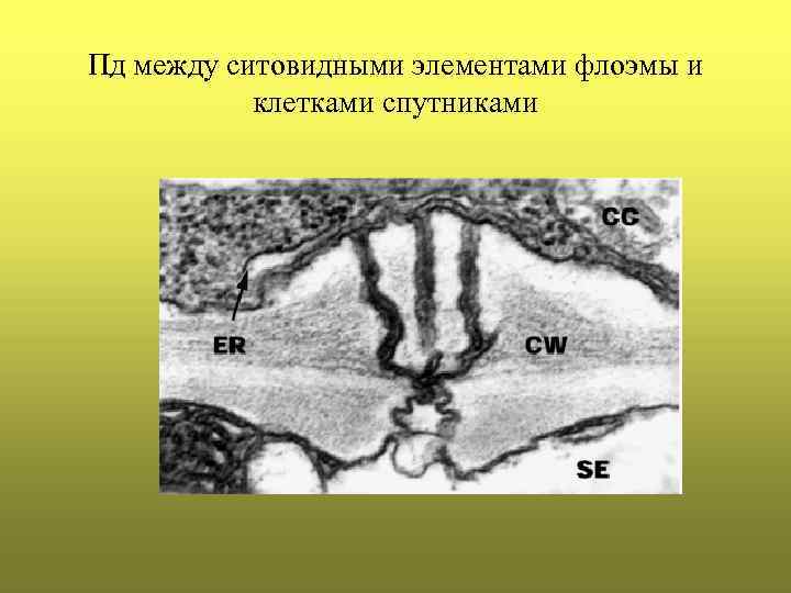 Пд между ситовидными элементами флоэмы и клетками спутниками 