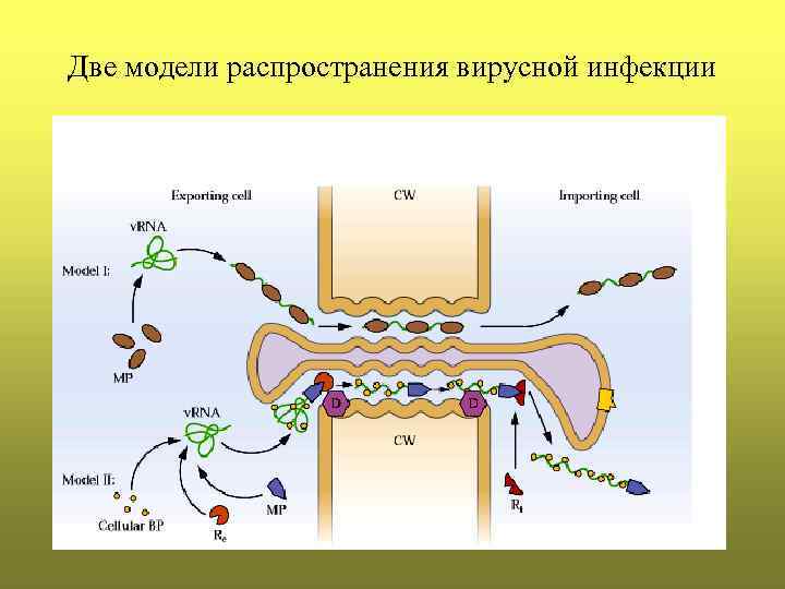 Две модели распространения вирусной инфекции 