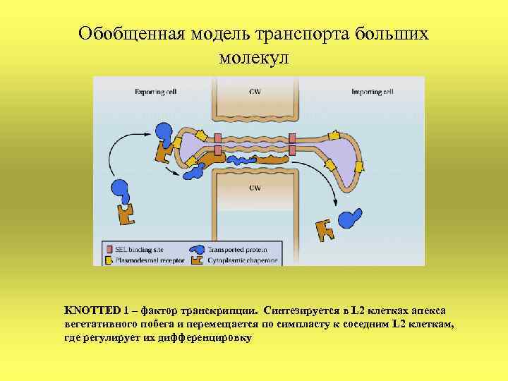 Обобщенная модель транспорта больших молекул KNOTTED 1 – фактор транскрипции. Синтезируется в L 2