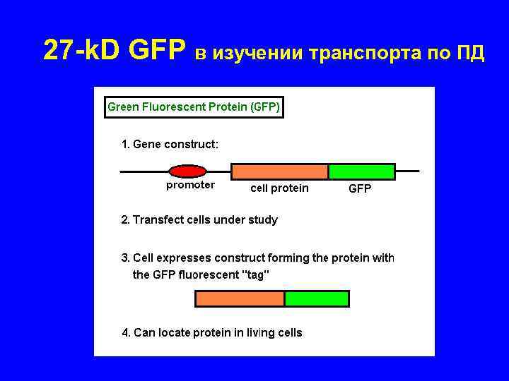 27 -k. D GFP в изучении транспорта по ПД 