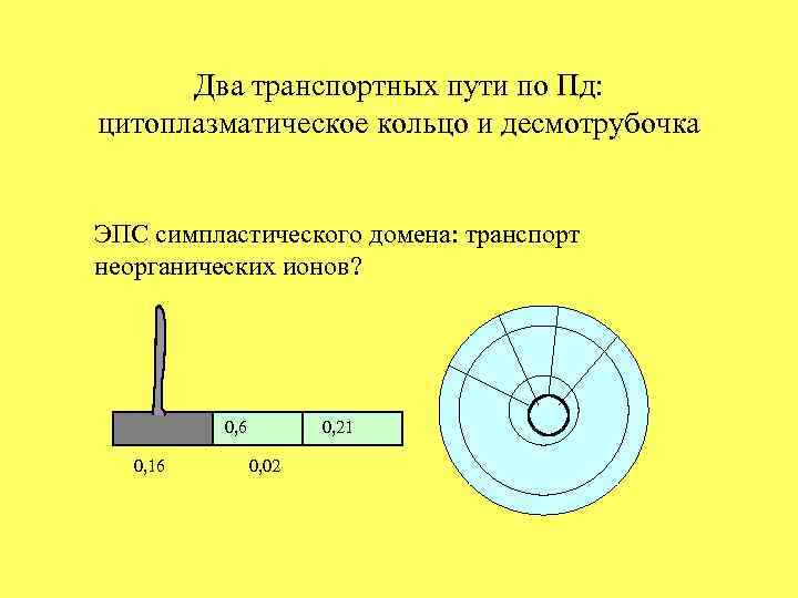 Два транспортных пути по Пд: цитоплазматическое кольцо и десмотрубочка ЭПС симпластического домена: транспорт неорганических