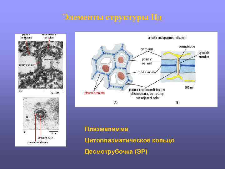 Элементы структуры Пд Плазмалемма Цитоплазматическое кольцо Десмотрубочка (ЭР) 