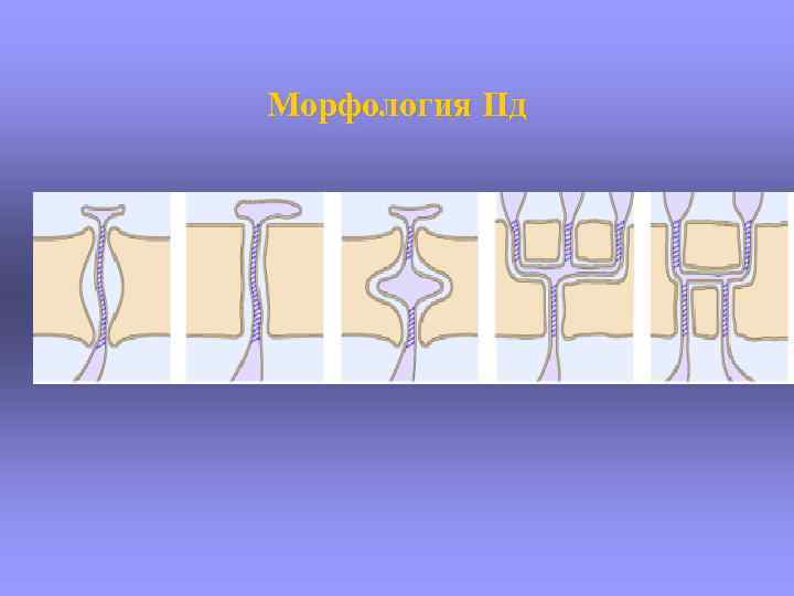 Морфология Пд 