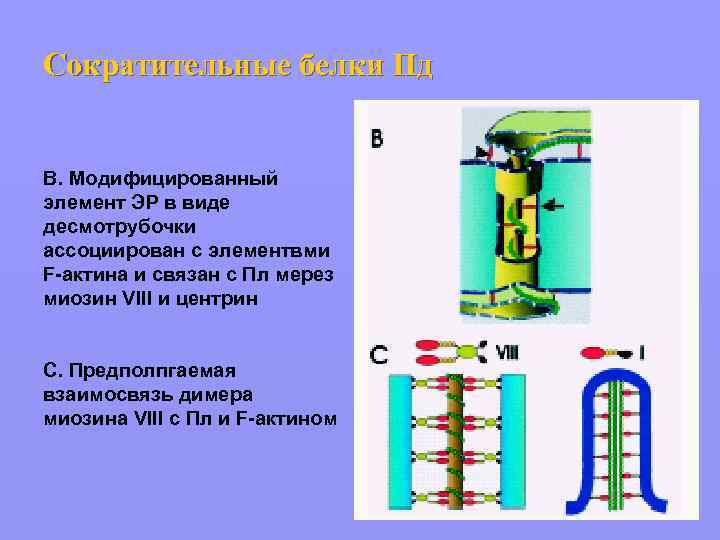 Сократительные белки Пд В. Модифицированный элемент ЭР в виде десмотрубочки ассоциирован с элементвми F-актина