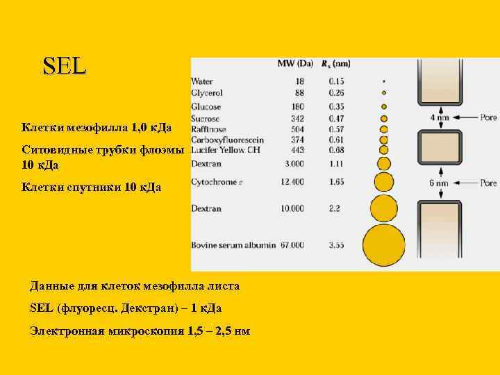 SEL Клетки мезофилла 1, 0 к. Да Ситовидные трубки флоэмы 10 к. Да Клетки