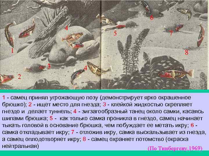 6 4 5 1 7 8 3 4 2 1 - самец принял угрожающую