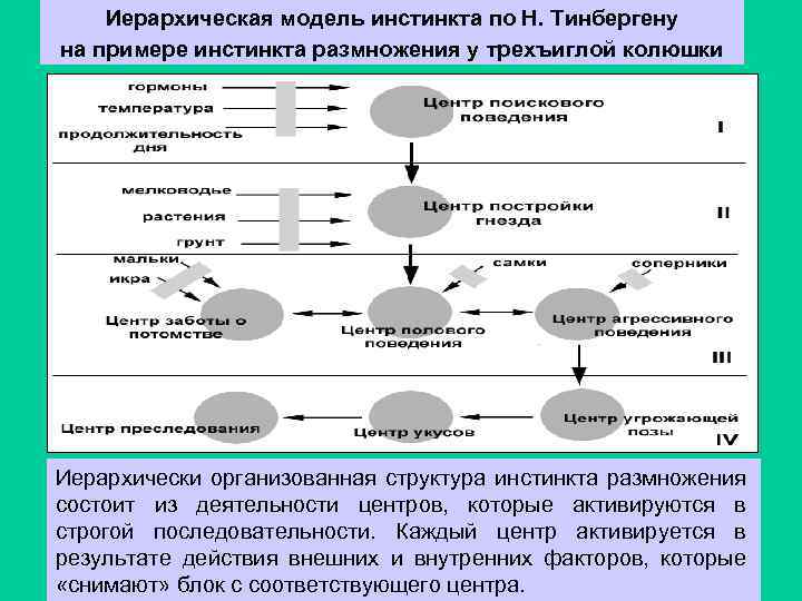 Особенности ролевого поведения