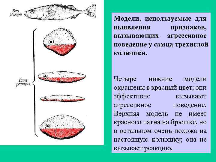 Модели, используемые для выявления признаков, вызывающих агрессивное поведение у самца трехиглой колюшки. Четыре нижние