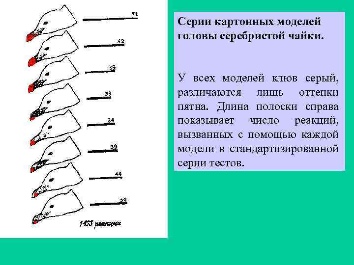 Серии картонных моделей головы серебристой чайки. У всех моделей клюв серый, различаются лишь оттенки