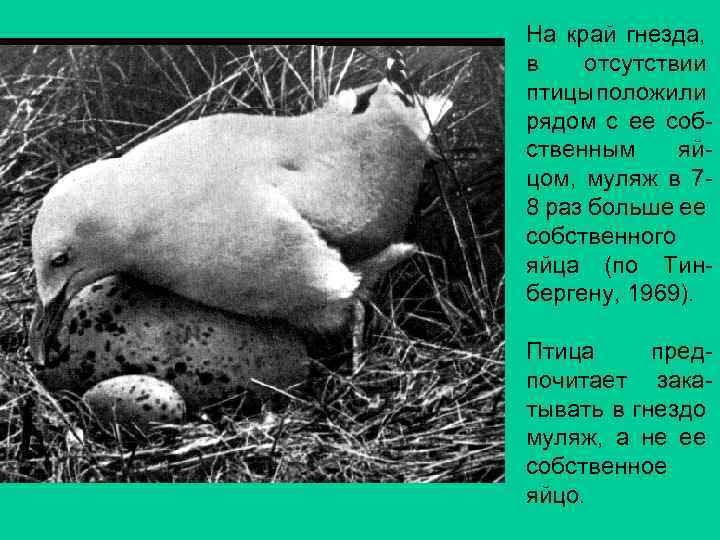 На край гнезда, в отсутствии птицы положили рядом с ее собственным яйцом, муляж в