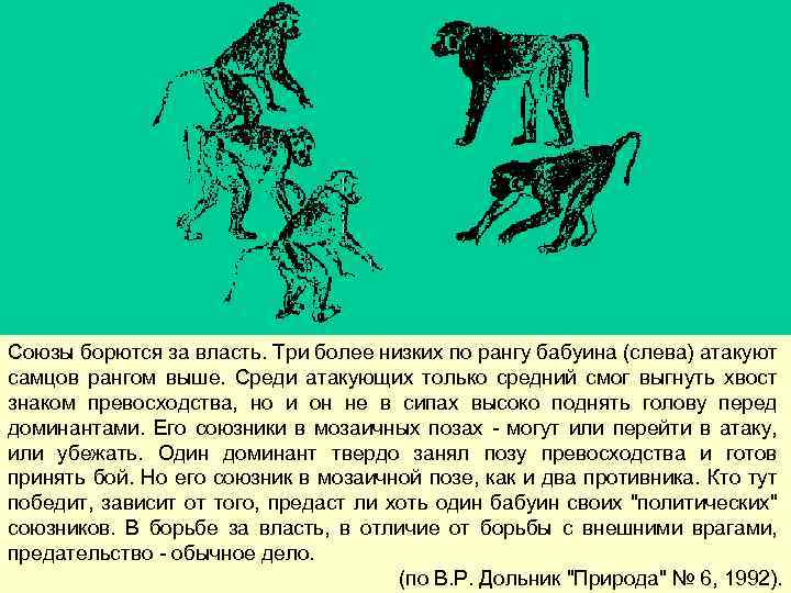 Союзы борются за власть. Три более низких по рангу бабуина (слева) атакуют самцов рангом