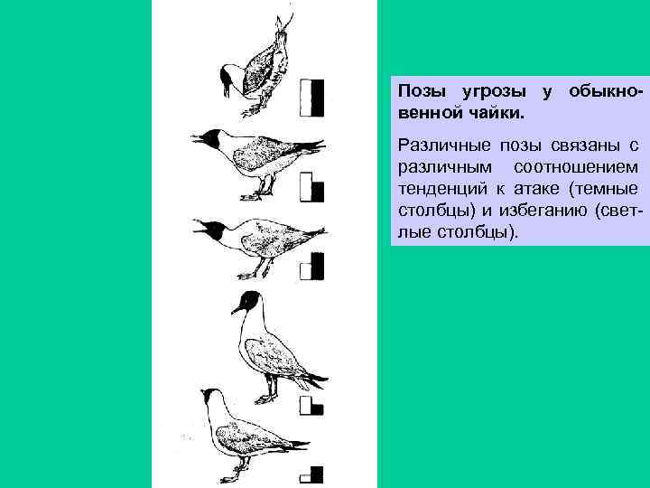 Позы угрозы у обыкновенной чайки. Различные позы связаны с различным соотношением тенденций к атаке