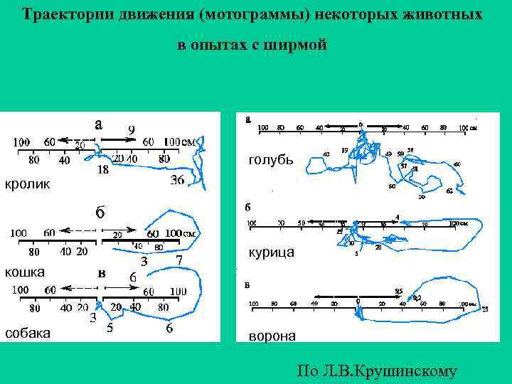Траектории движения (мотограммы) некоторых животных в опытах с ширмой голубь кролик курица кошка собака
