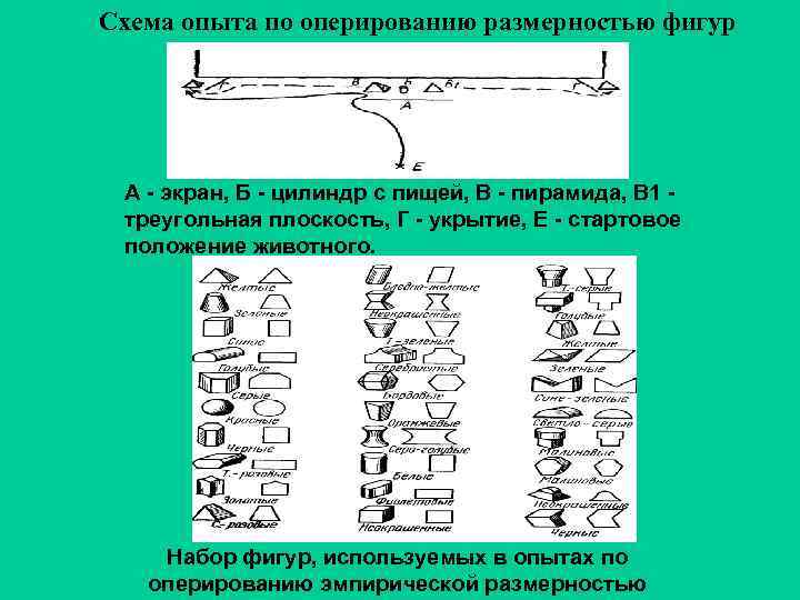 Схема опыта по оперированию размерностью фигур А - экран, Б - цилиндр с пищей,