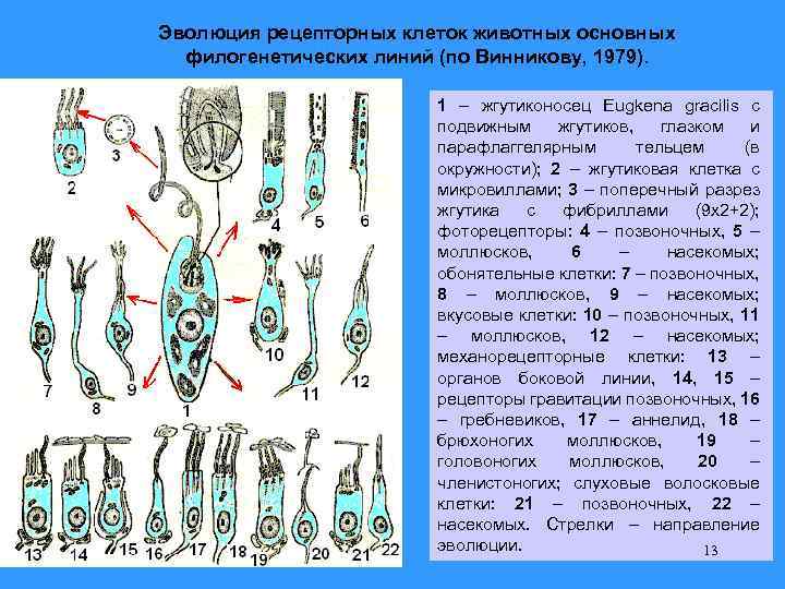 Эволюция рецепторных клеток животных основных филогенетических линий (по Винникову, 1979). 1 – жгутиконосец Eugkena