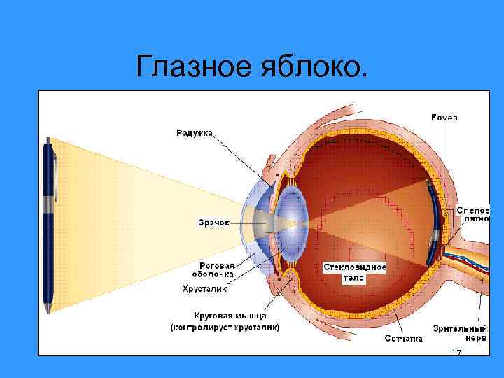 Глазное яблоко. 17 