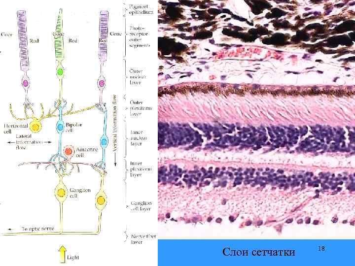 Слои сетчатки 18 