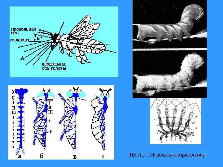 По А. Г. Мазохину-Поршнякову 2 