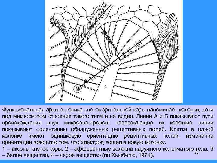 Функциональная архитектоника клеток зрительной коры напоминает колонки, хотя под микроскопом строение такого типа и