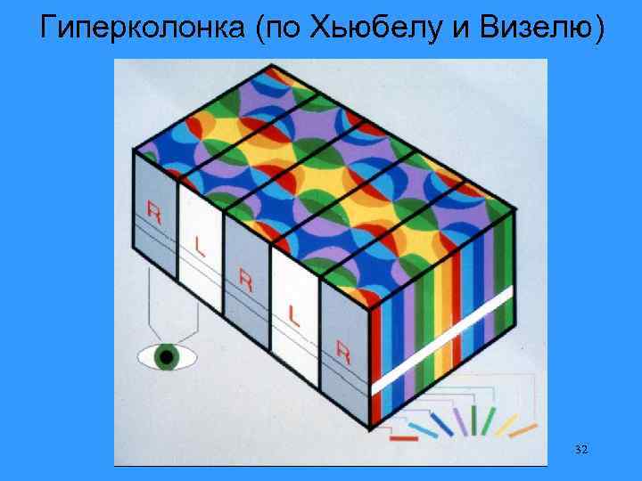 Гиперколонка (по Хьюбелу и Визелю) 32 