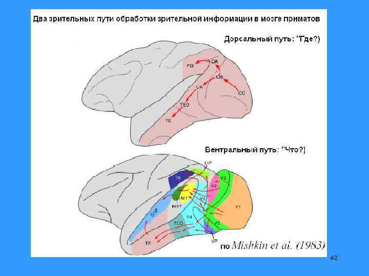 Вентральный и дорсальный. Дорсальный и вентральный зрительные пути. Дорсальный и вентральный потоки. Гипотеза о двух потоках переработки зрительной информации. Путь зрительной информации.