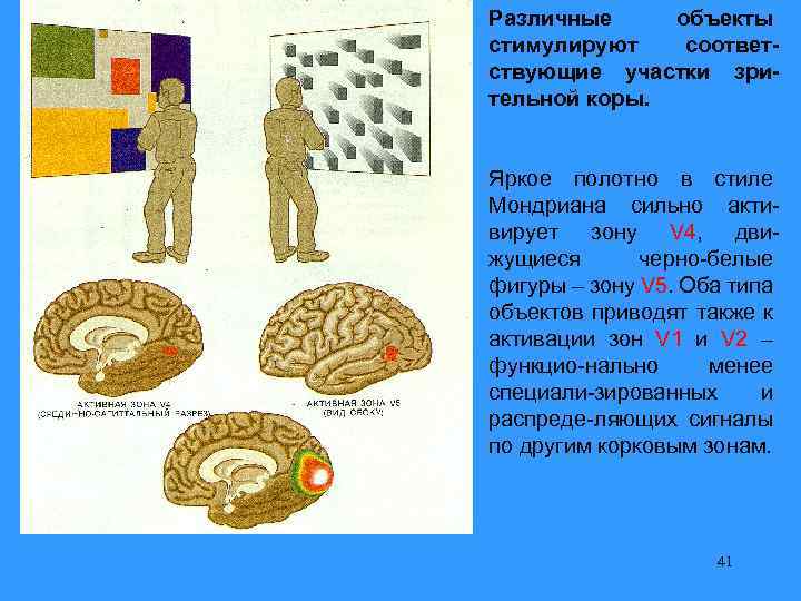 Различные объекты стимулируют соответствующие участки зрительной коры. Яркое полотно в стиле Мондриана сильно активирует