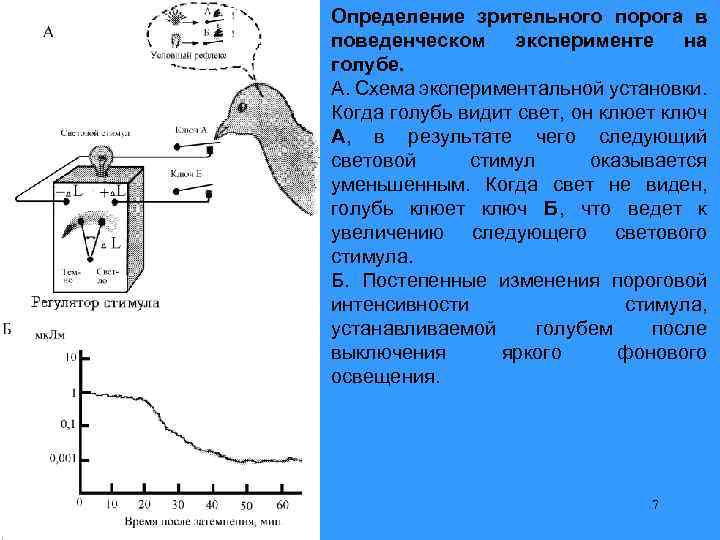 Определение зрительного порога в поведенческом эксперименте на голубе. А. Схема экспериментальной установки. Когда голубь