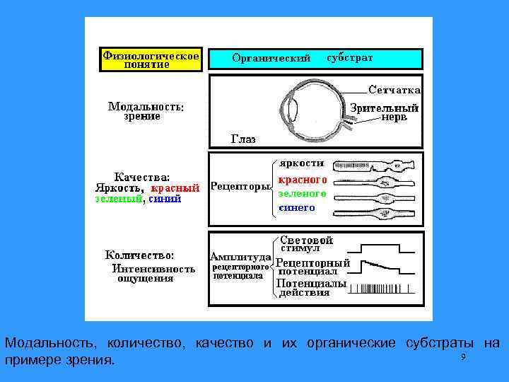 Модальность, количество, качество и их органические субстраты на 9 примере зрения. 