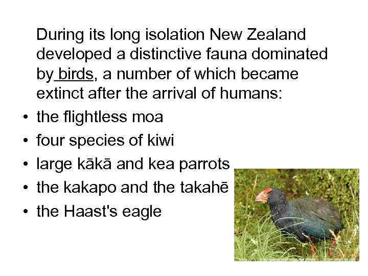  • • • During its long isolation New Zealand developed a distinctive fauna