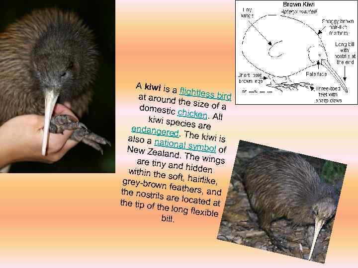 A kiwi is a flightles s bird at around the size o fa domestic