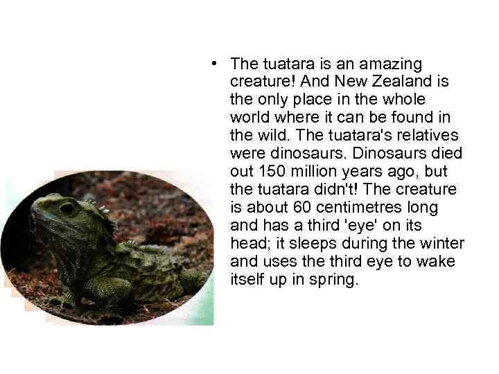  • The tuatara is an amazing creature! And New Zealand is the only