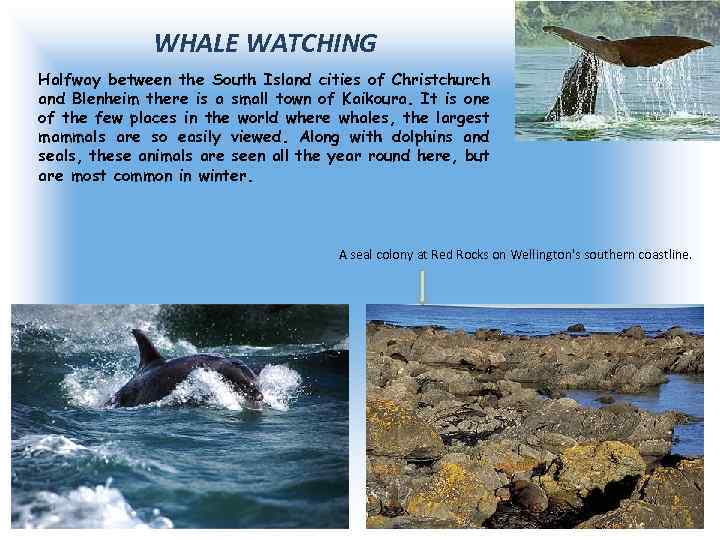 WHALE WATCHING Halfway between the South Island cities of Christchurch and Blenheim there is